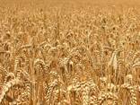 Food wheat (consumption) - photo 3