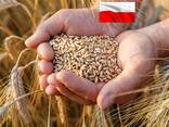 Food wheat (consumption) - photo 1