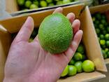 Fresh Seedless Lime from Vietnam - photo 5
