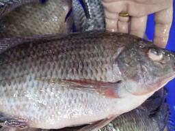 Frozen Black Tilapia Fish