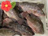 Frozen Black Tilapia Fish - photo 1