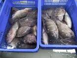 Frozen Black Tilapia Fish - photo 3