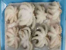 Giant Octopus for Sale