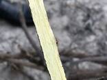 Корень солодки (Glycyrrhiza glabra) - фото 2