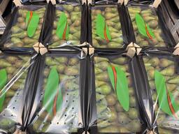 洋梨「Conference」