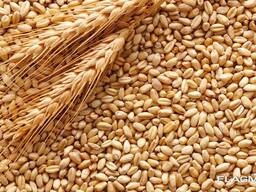Пшеница продовольственная и фуражная, ячмень, кукуруза из Польши и Казахстана