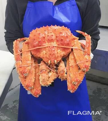 Red King Crab