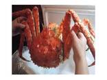 Red King Crab - фото 3
