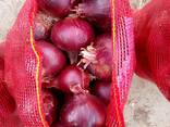 Red onion - photo 1