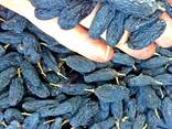 Виноград сушеный черный сорт (Сояки) без обработки экологический чистый. - фото 2