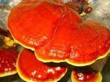 霊芝キノコ、霊芝、霊芝 Ganoderma Lucidum Mushroom, Ganoderma lucidum, Ganoderma Lucidum - photo 1